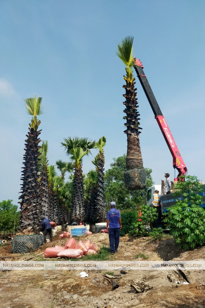 Cây Thốt Nốt