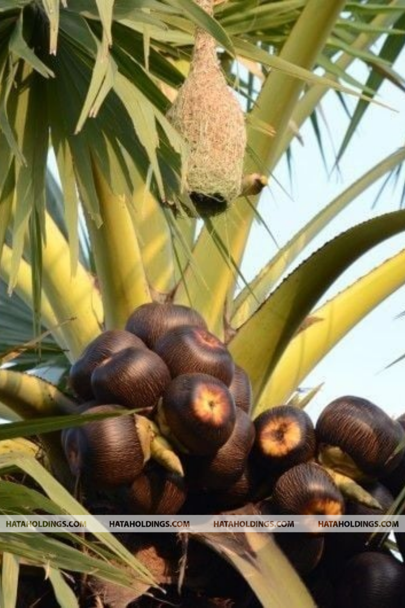 Cây Thốt Nốt