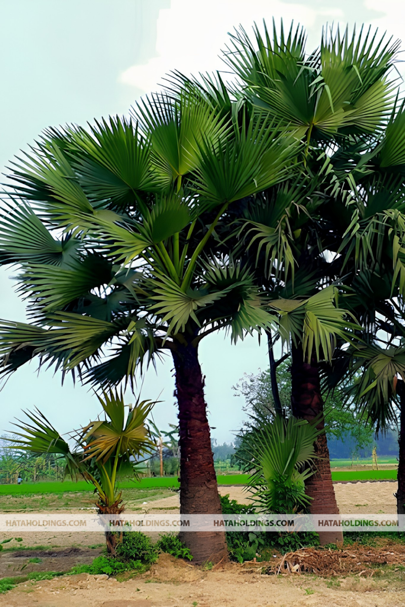 Cây Thốt Nốt