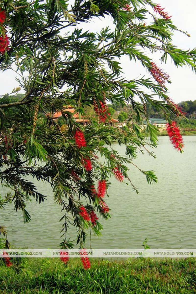 Cây Tràm Bông Đỏ