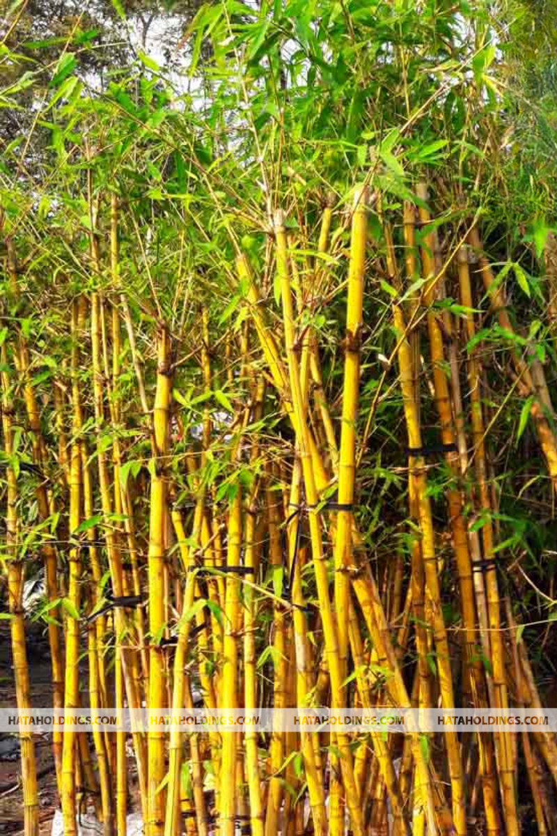 C&acirc;y Tre V&agrave;ng Sọc