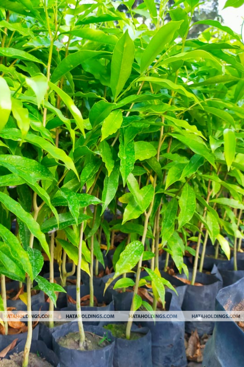 C&acirc;y Trầm Hương