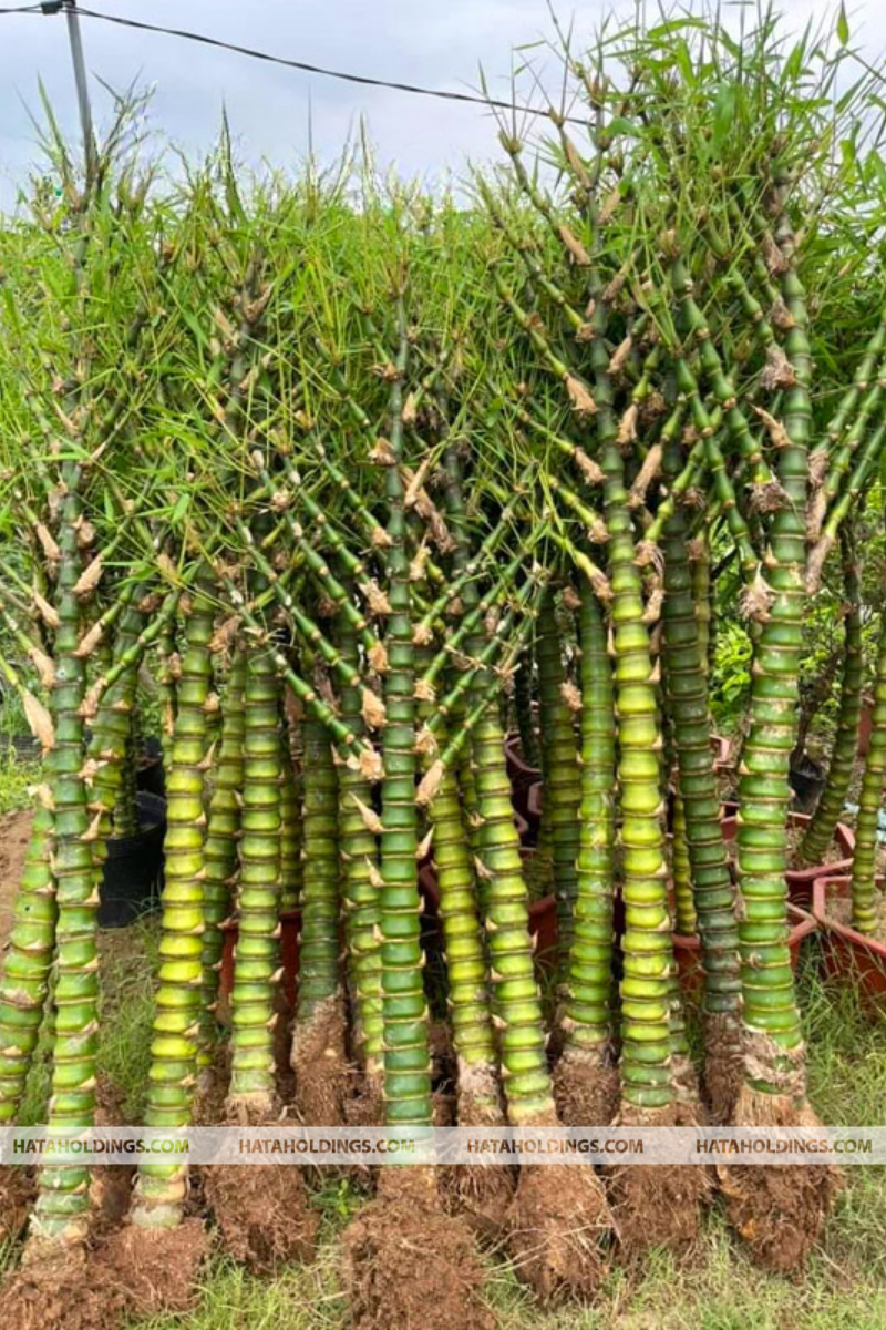 C&acirc;y Tr&uacute;c Quan &Acirc;m
