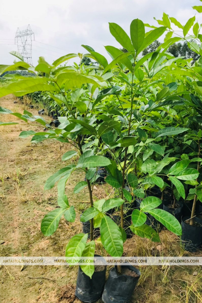 Cây Xà Cừ