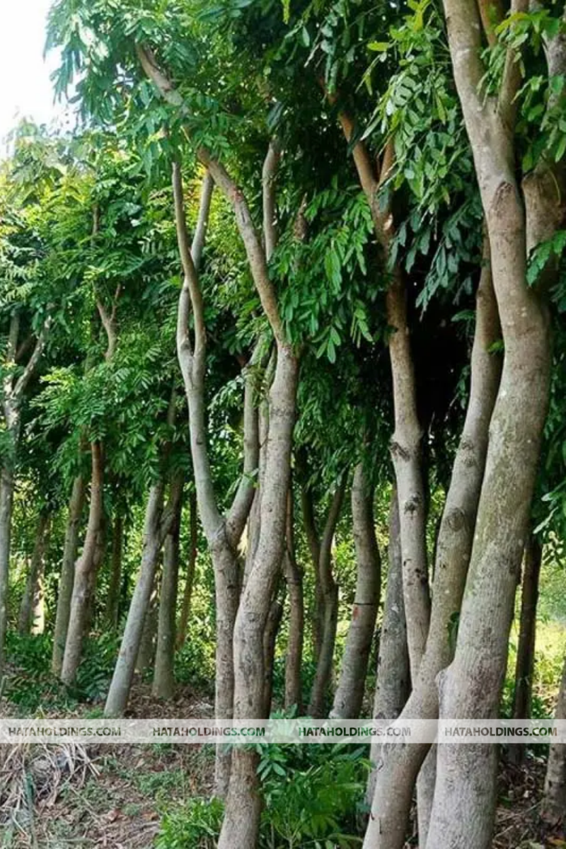 Cây Xà Cừ