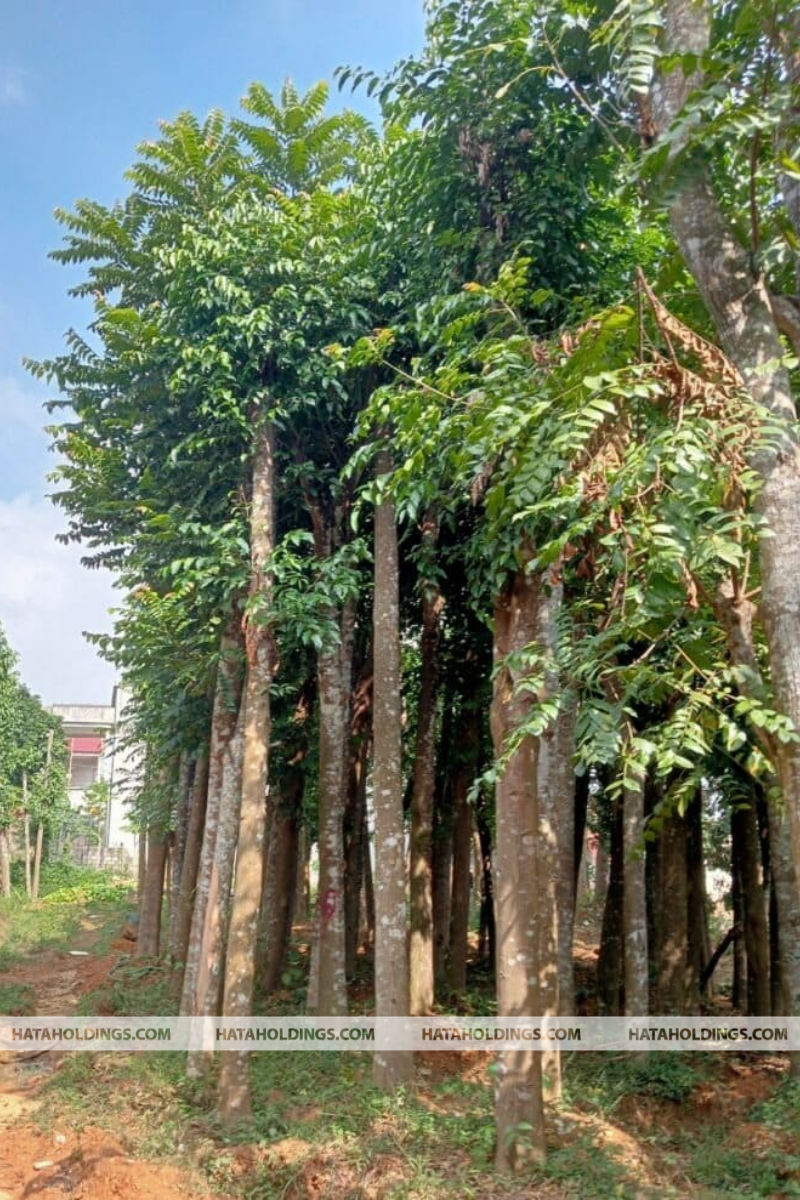 Cây Xà Cừ