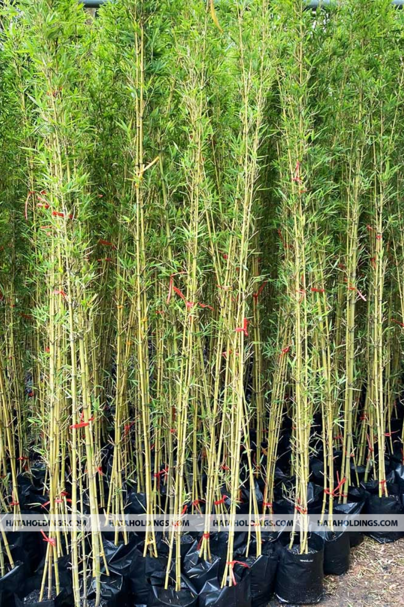 Cây Trúc Quân Tử