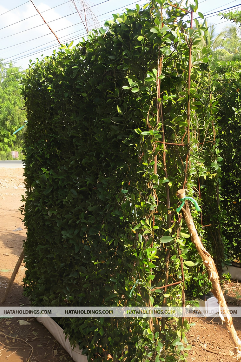 TƯỜNG C&Acirc;Y SANH, SI