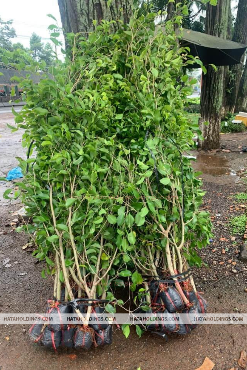 TƯỜNG C&Acirc;Y GỪA
