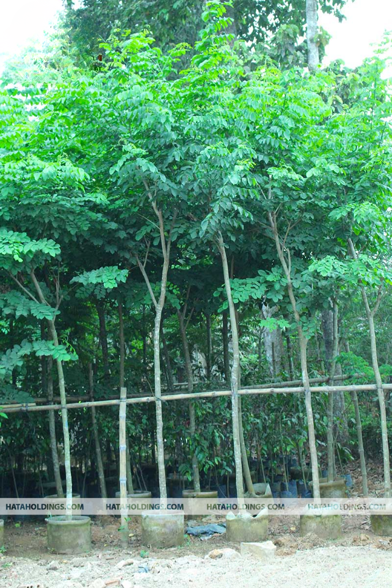 C&acirc;y Gi&aacute;ng Hương