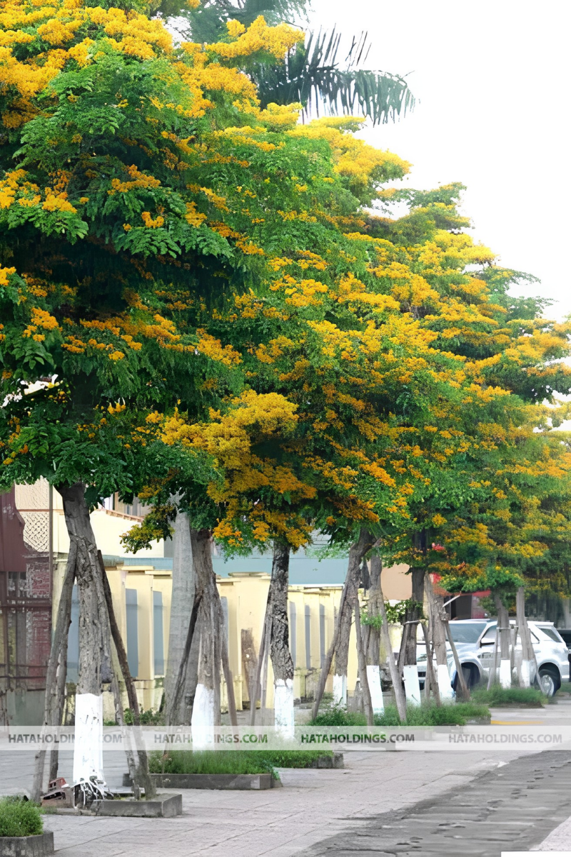 C&acirc;y Gi&aacute;ng Hương