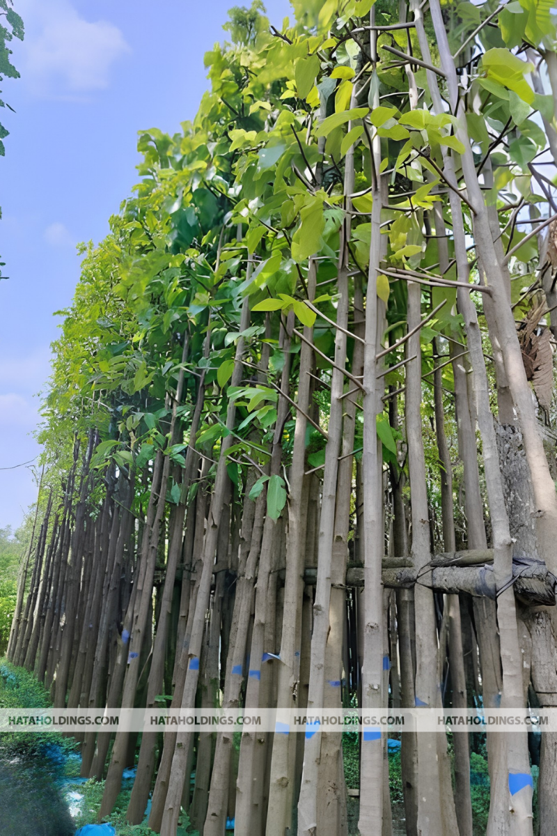 C&acirc;y Dầu