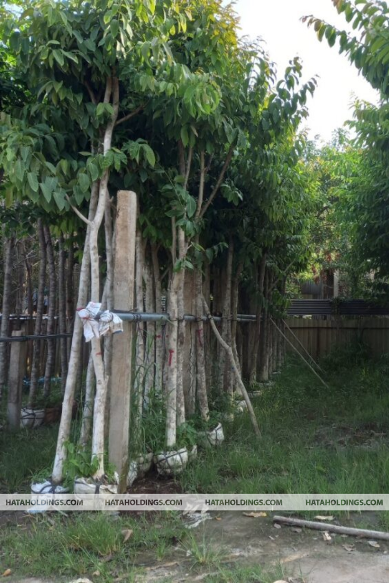 C&acirc;y Bằng Lăng T&iacute;m