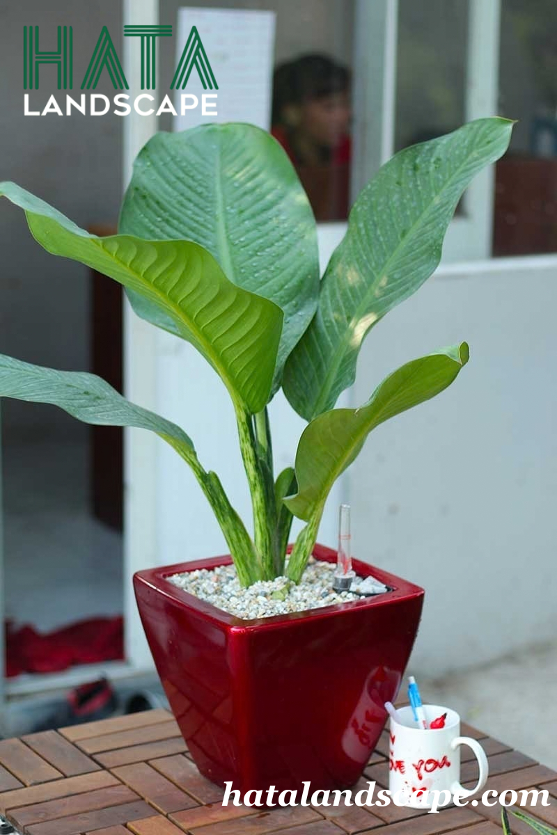 C&acirc;y Đại Ph&uacute; Gia Chậu Sơn Vu&ocirc;ng Đỏ