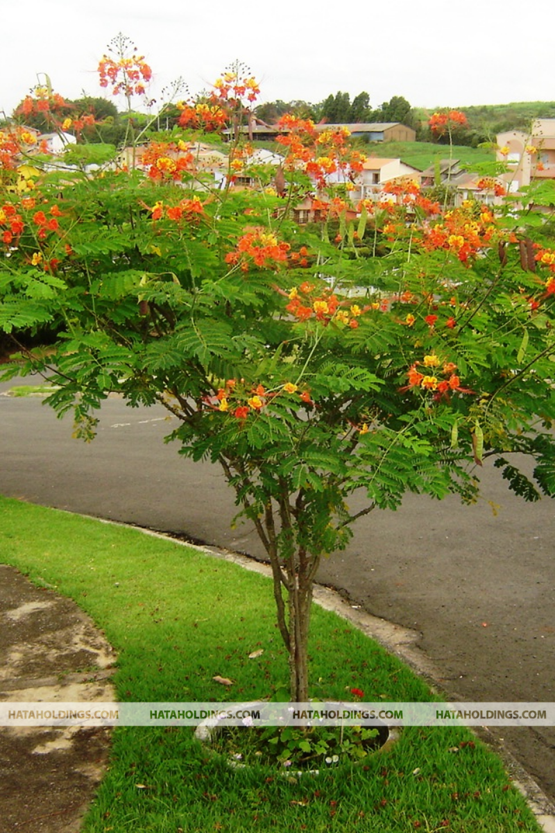 C&acirc;y kim Phượng