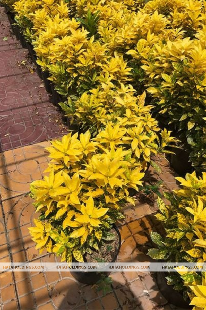 Cây Vàng Bạc