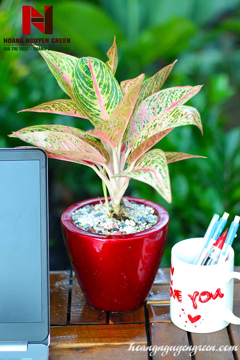 Cây thịnh vượng chậu sơn tròn bầu đỏ