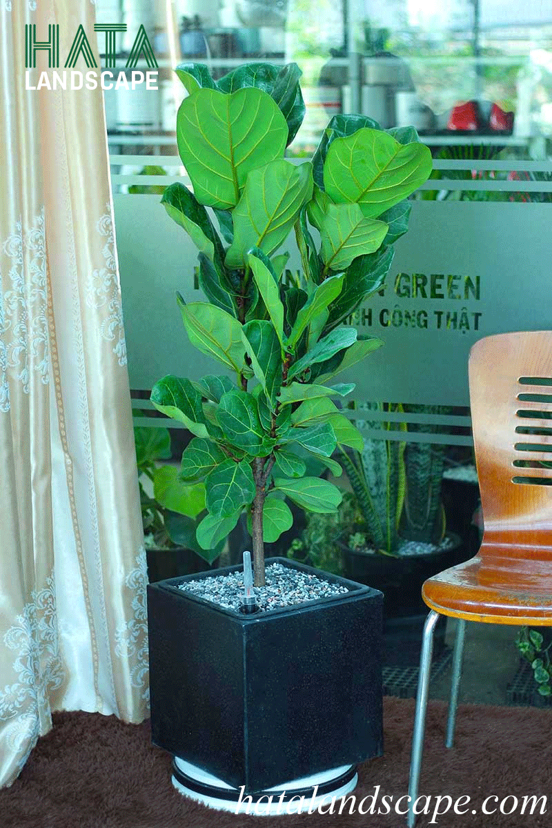 cây bàng singapore